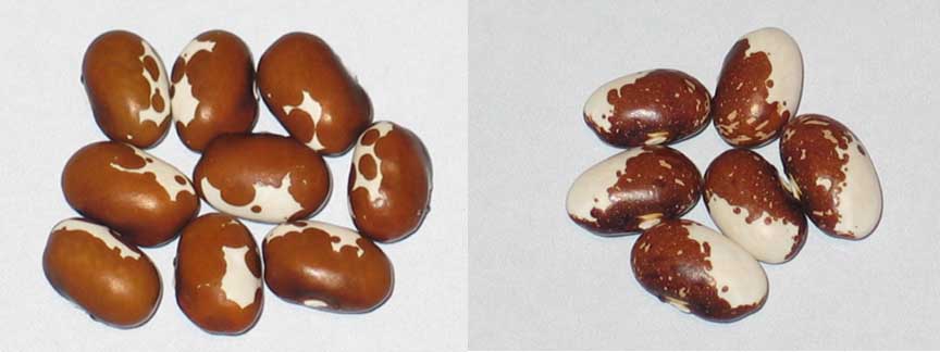 Chocolate Panel #3.jpg
