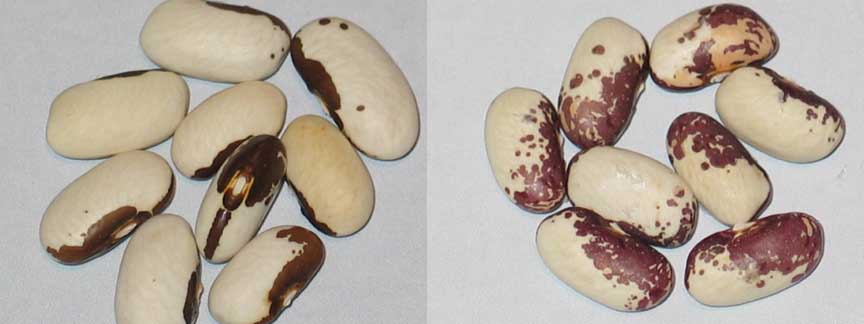 Chocolate Panel #5.jpg