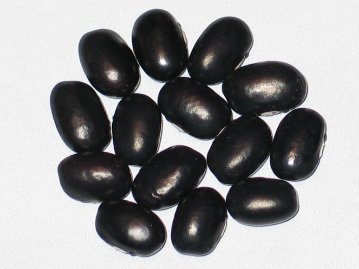 Choctaw Black #1.jpg