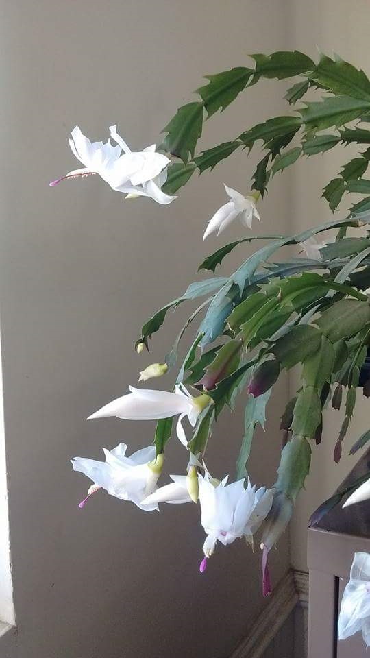 christmas cactus 2017.jpg