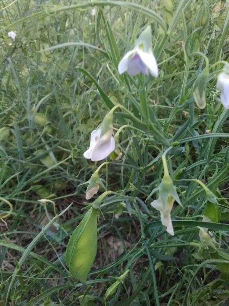 cicerchiaflowers.jpg