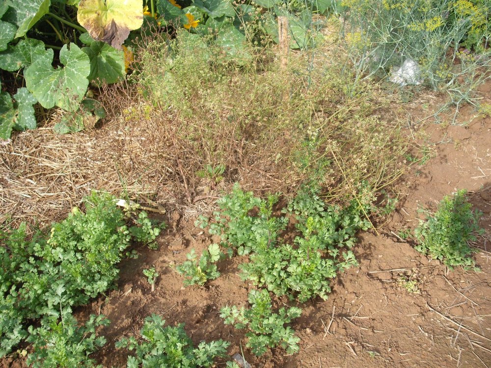 Cilantro 1.JPG