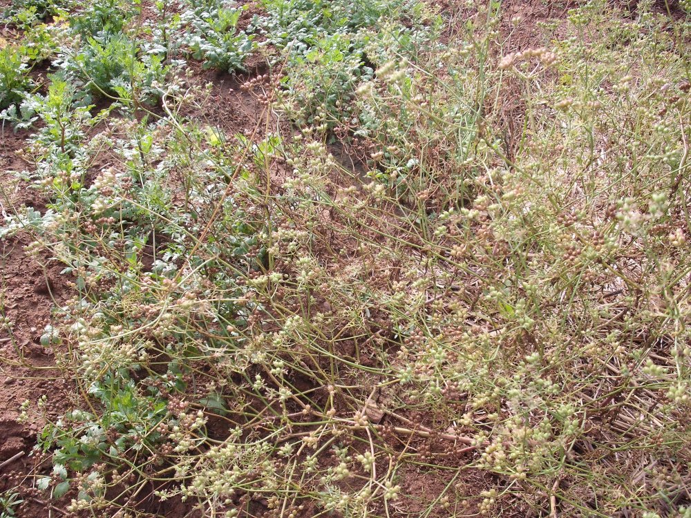 Cilantro 2.JPG