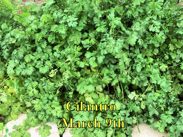 Cilantro_030917.jpg