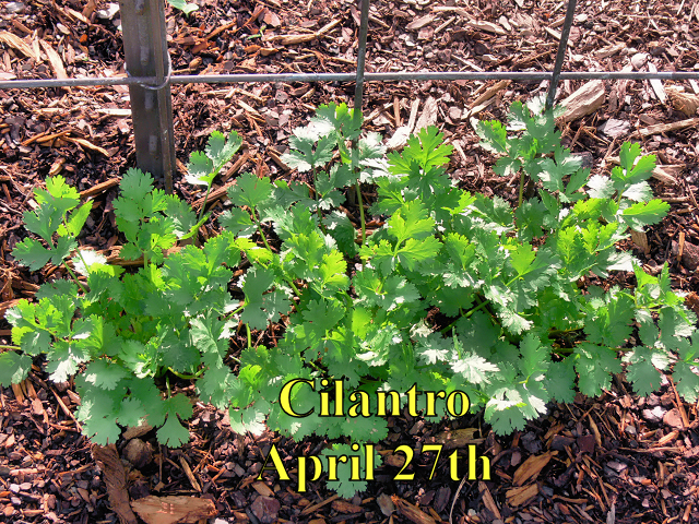 Cilantro_042718.jpg