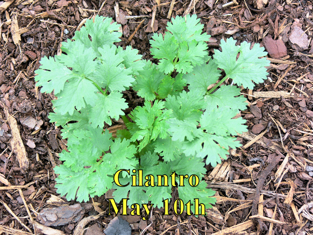 Cilantro_051017.jpg
