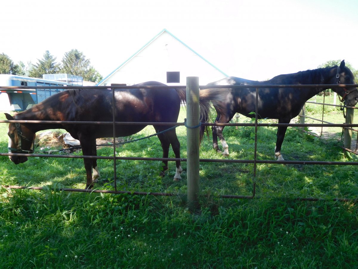 Cindy Lou & Cup and Cakes all clean, 07-19-19.jpg