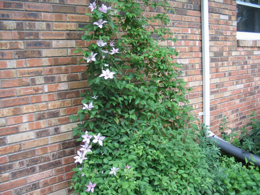 Clematis- lavender.JPG