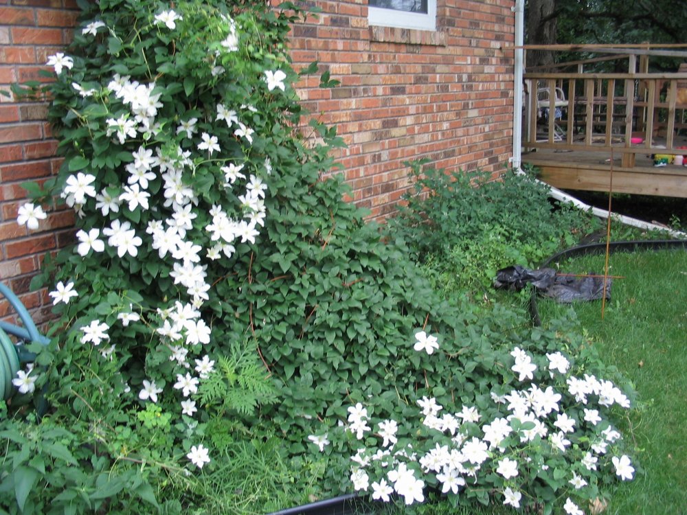 Clematis- white.JPG