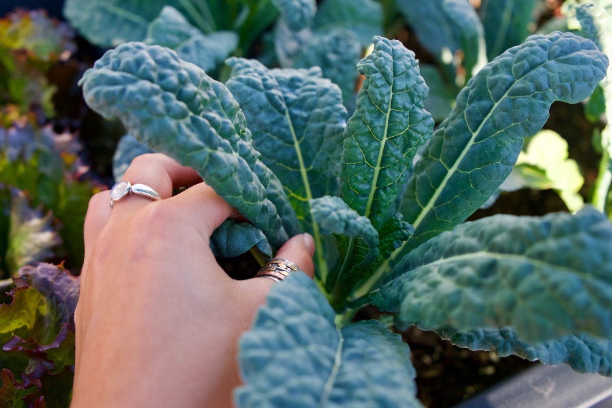 The 10 Easiest Vegetables to Grow In Your Garden From Seeds