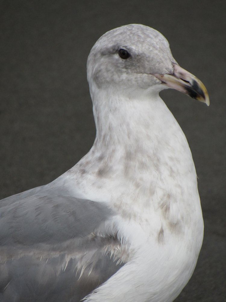 closeup.JPG