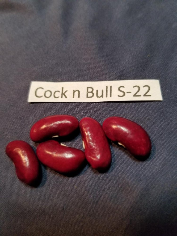 Cock n Bull 22.jpg