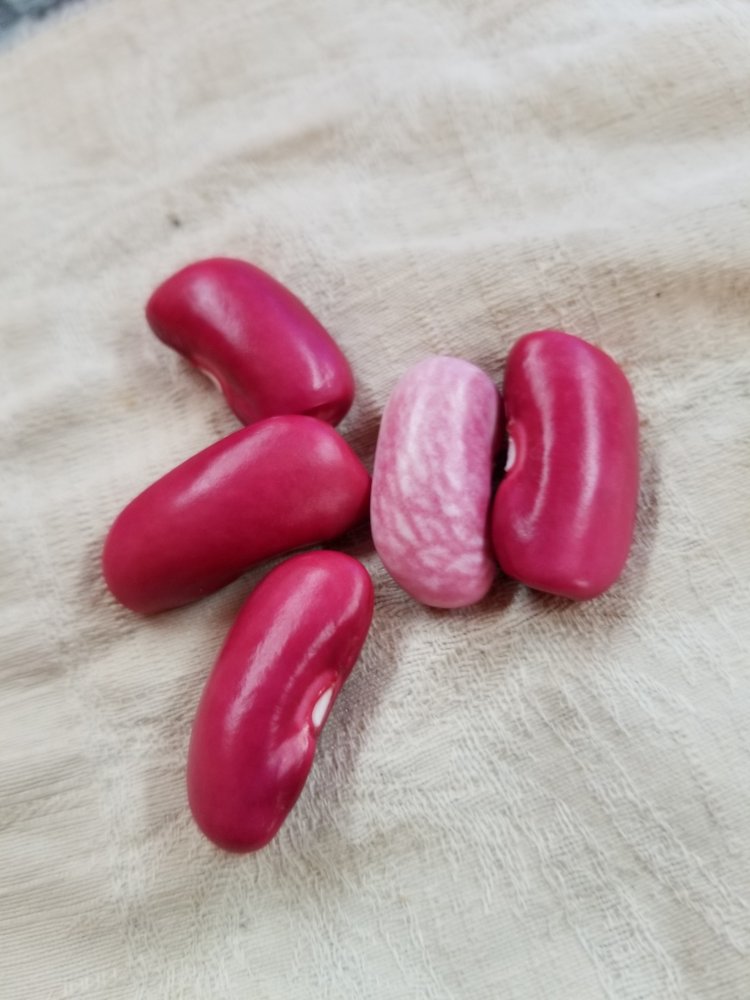 Cock 'n Bull Multi.jpg