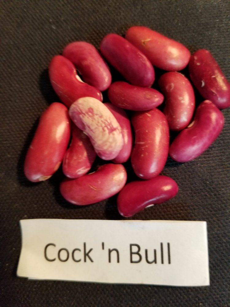 Cock 'n Bull Preliminary Beans.jpg