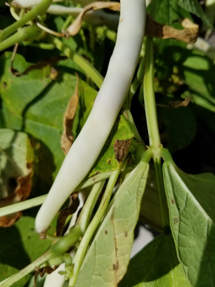 Cock 'N Bull Ripe Pod.jpg