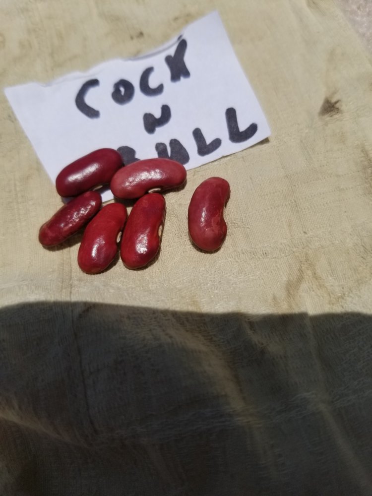 Cock 'N Bull Seeds.jpg