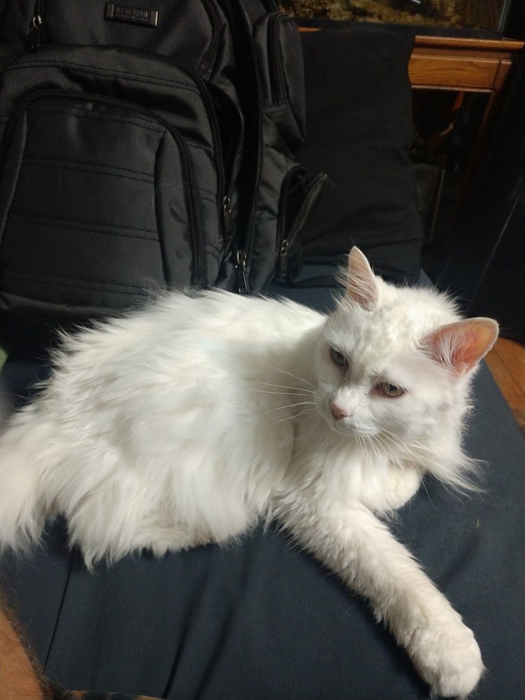 Coco July 2021.jpg