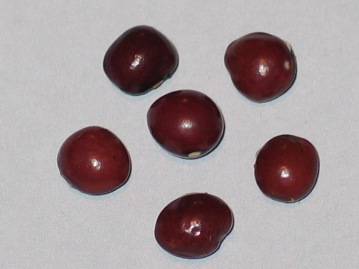 Coco Rose De La Meuse#37.JPG