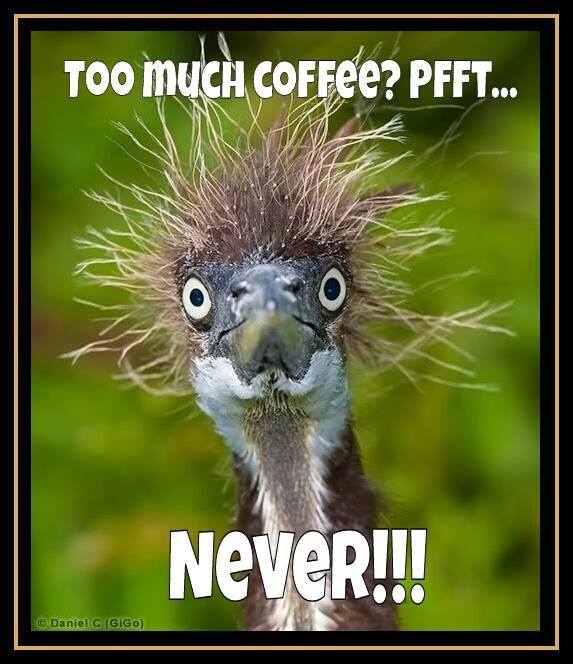 coffeebird.jpg