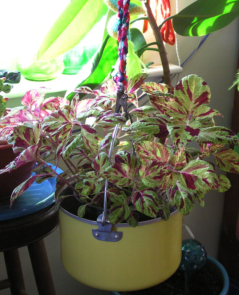 Coleus.JPG