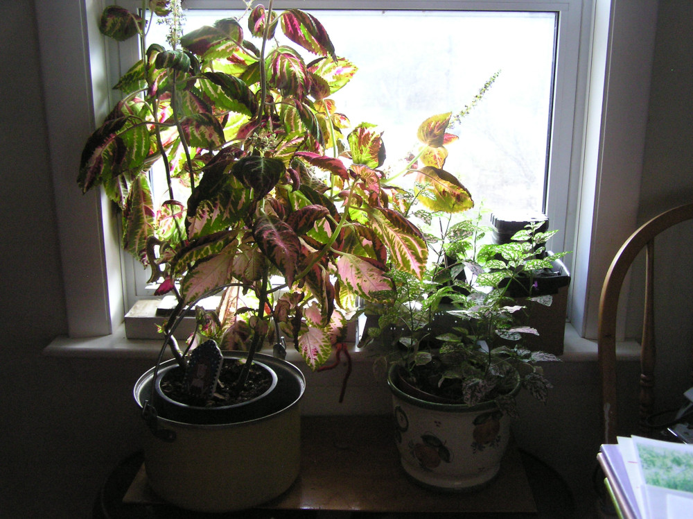 ColeusAndPolkadotPlant.JPG