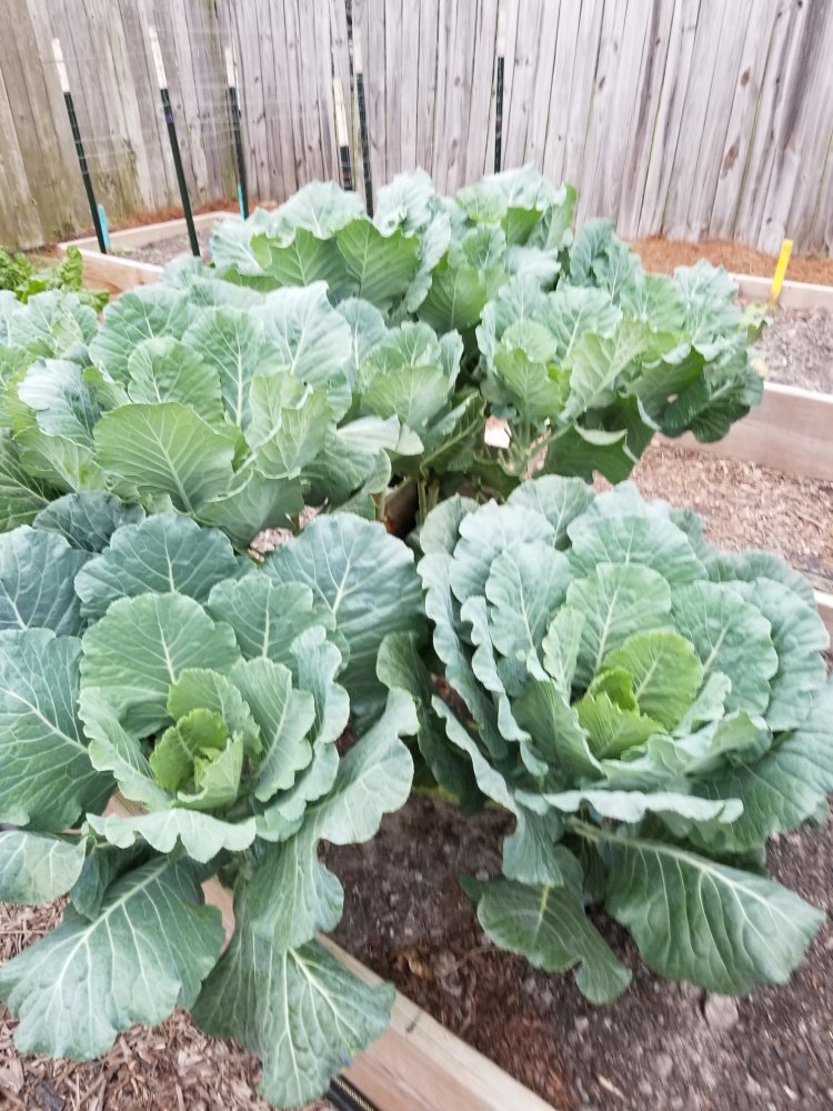 Collards.jpg