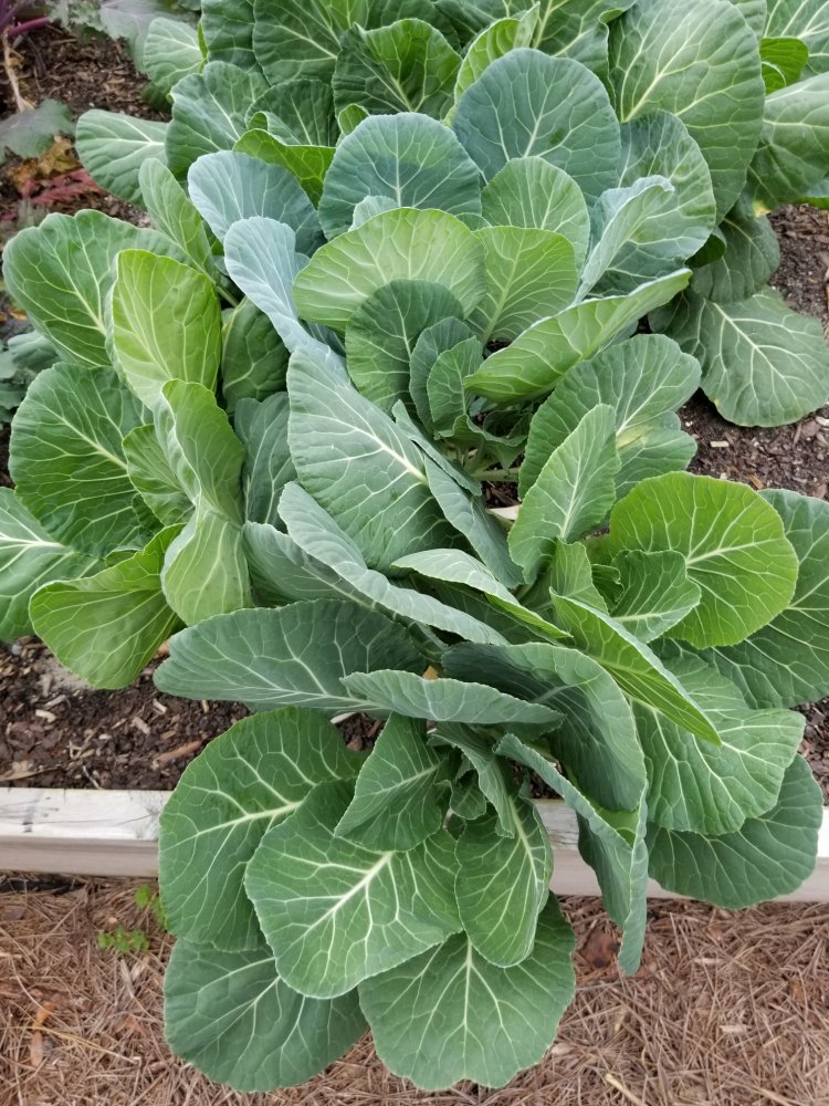 Collards.jpg