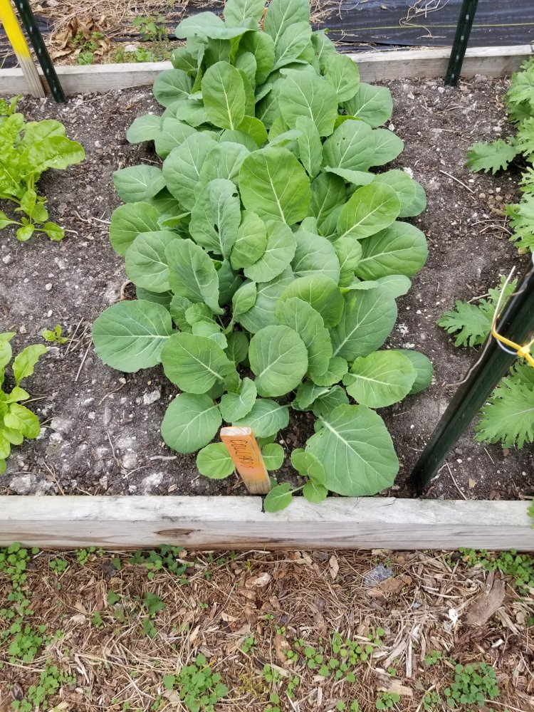 Collards.jpg