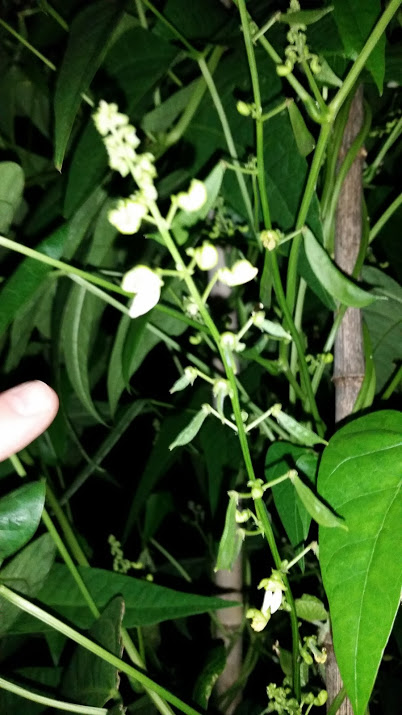 colored willow leaf raceme.jpg