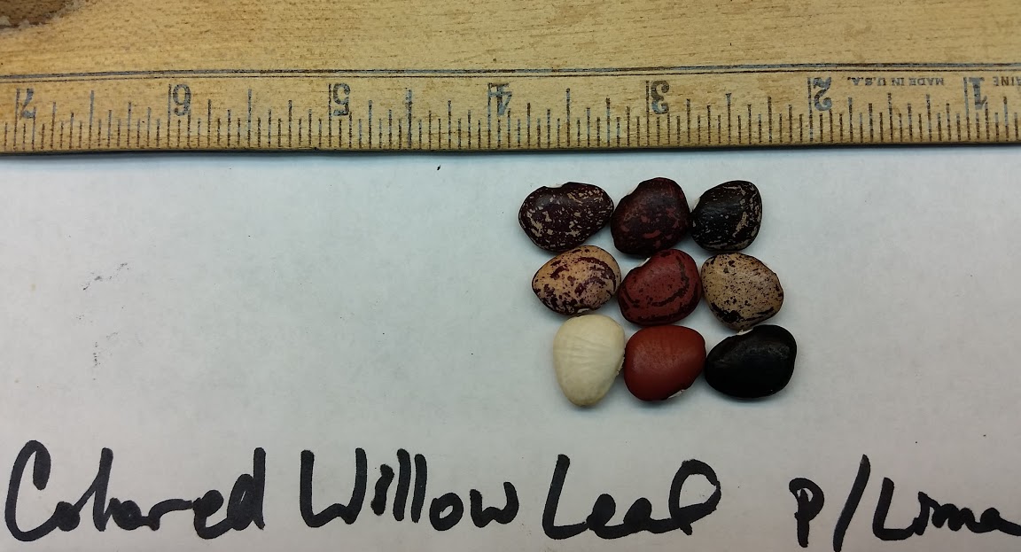 Colored Willow Leaf seed.jpg