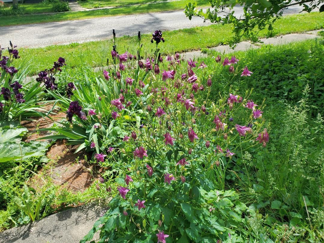 Columbine lavendar, 04-30-24.jpg