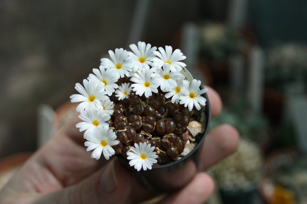 Conophytum pellucidum.JPG