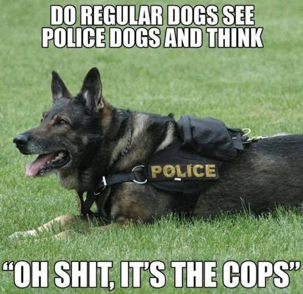 cop dog.jpg