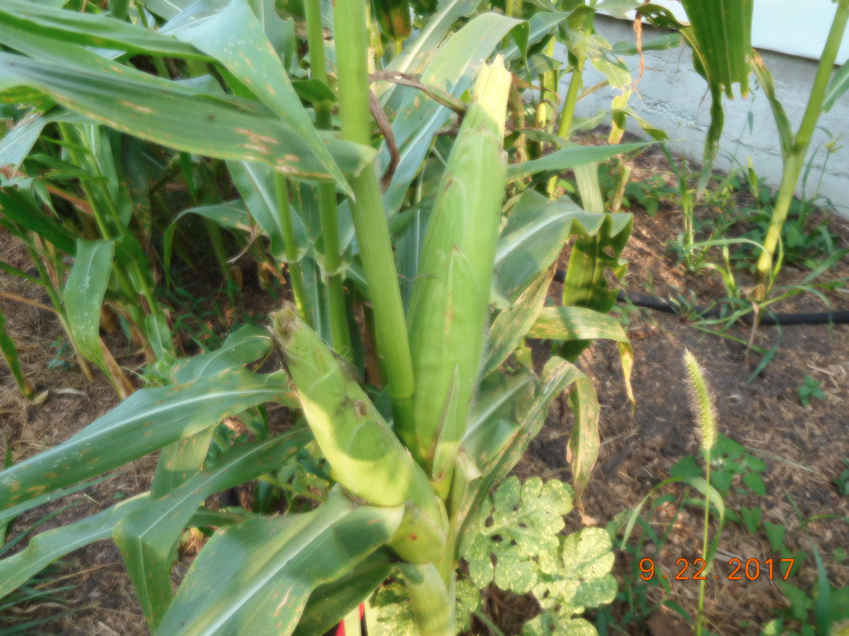 Corn#2, 09-22-17.JPG