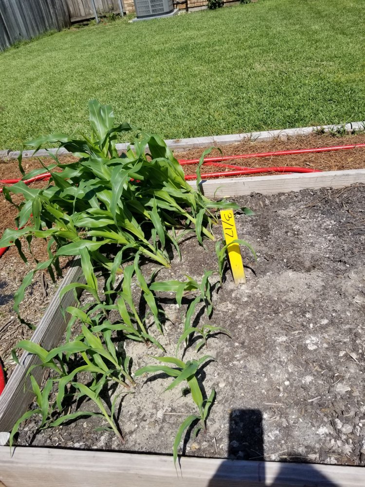 Corn 4-1 Before.jpg