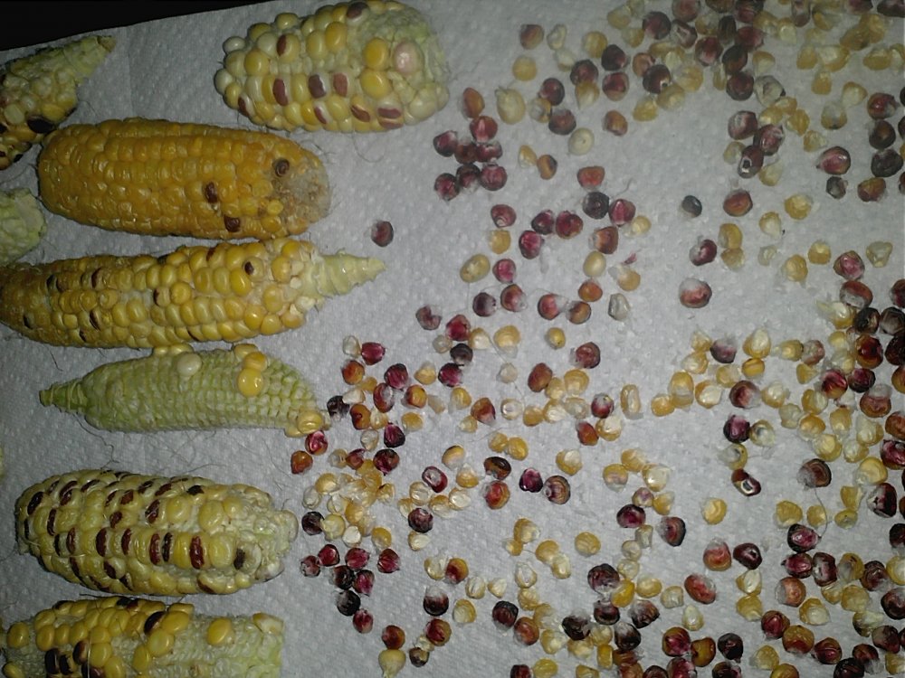 Corn Anasazi drying.jpg