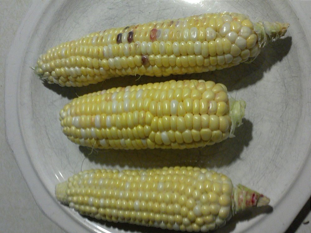Corn anasazi shucked.jpg