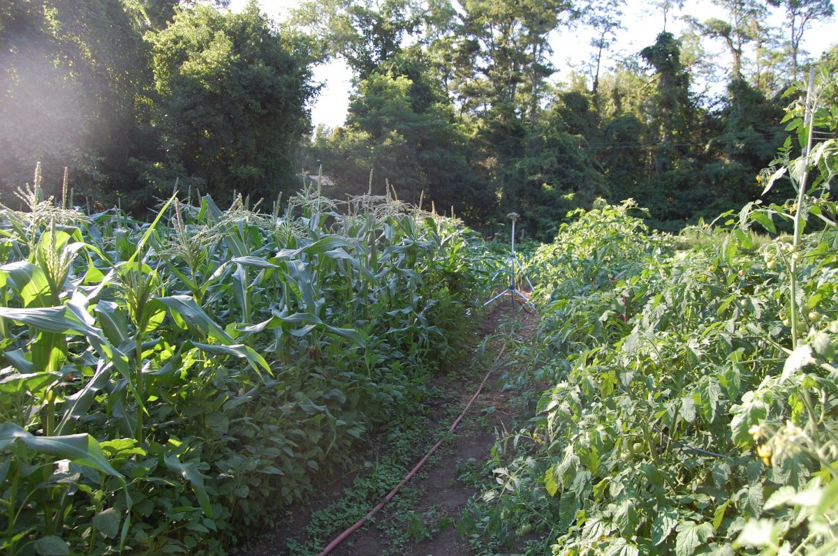 corn and tomatoes.jpg