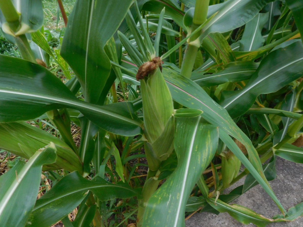 Corn, around cistern, 08-17-19.jpg