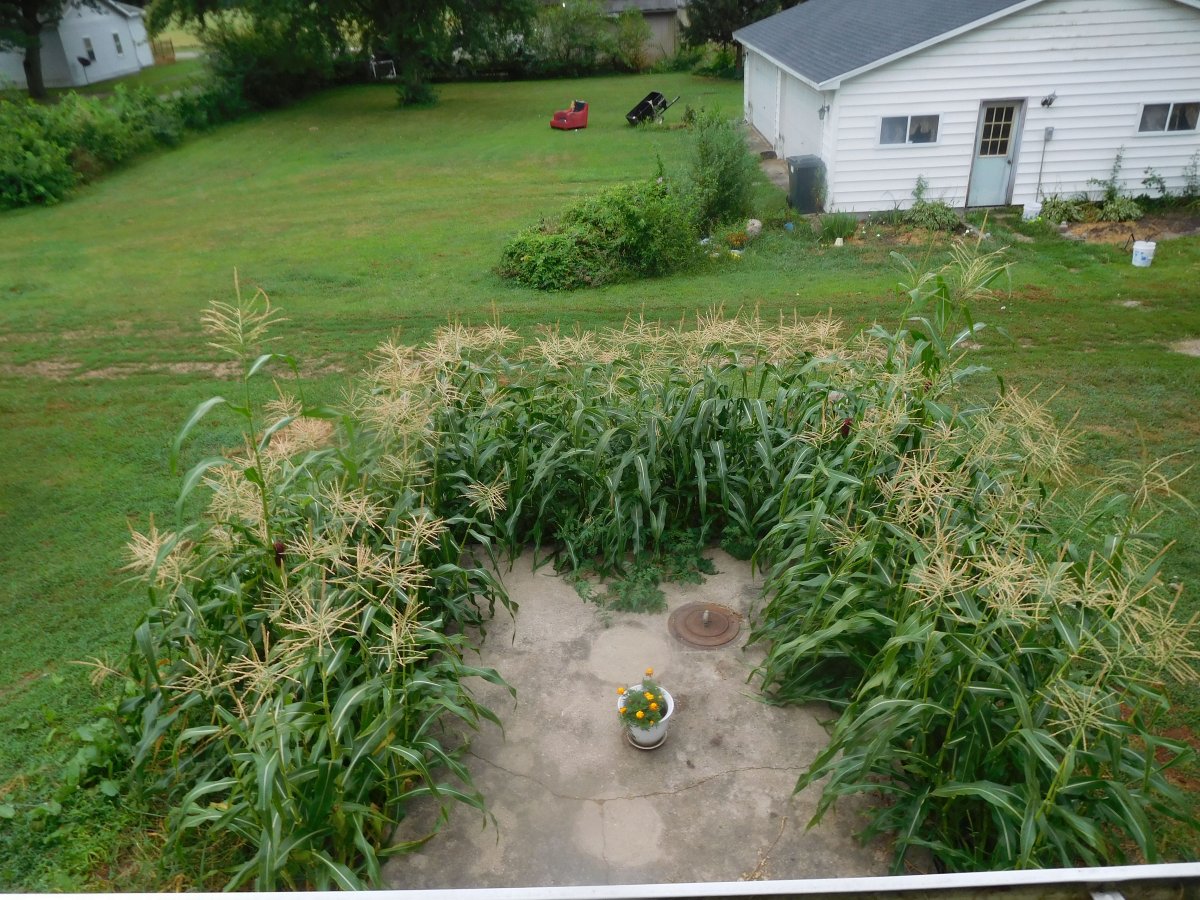 Corn, around cistern, home office view, 08-17-19.jpg