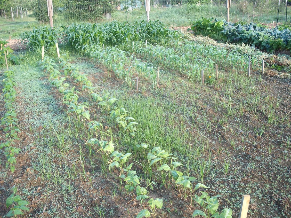 Corn & Beans.JPG
