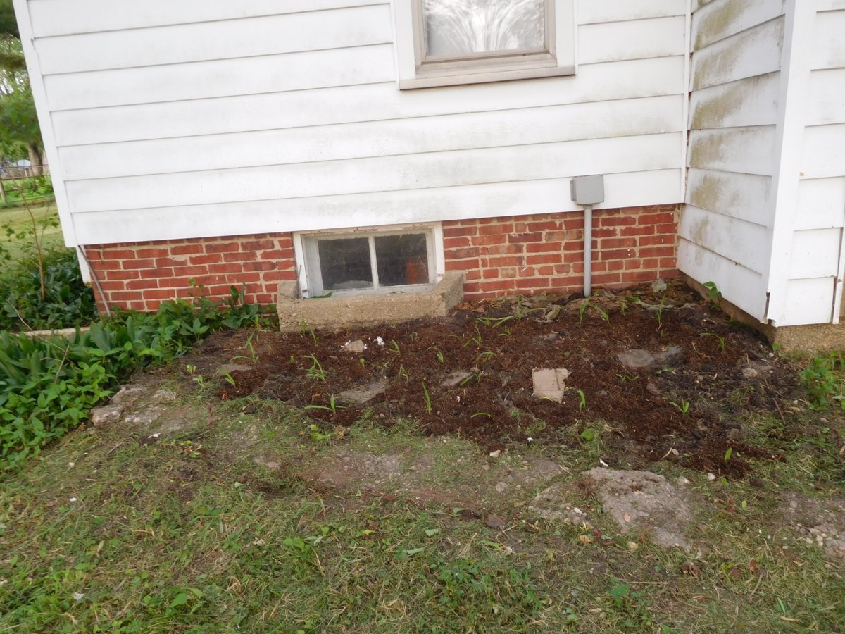 Corn bed, west side of the house, 05-27-19.jpg