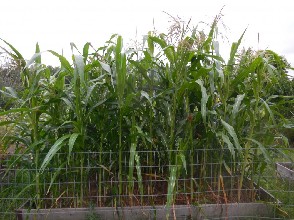 corn Country Gentleman.JPG