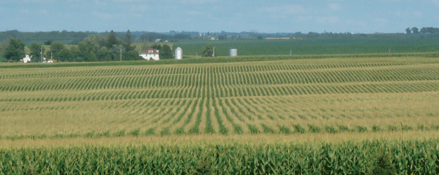 corn-field-farm.gif