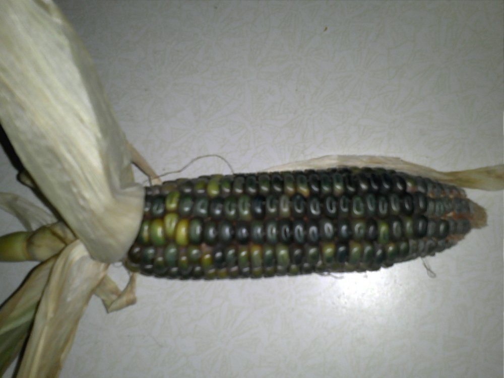 Corn green.jpg