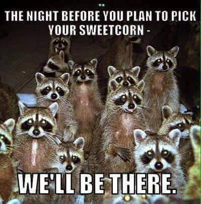corn is ready racoons.jpg
