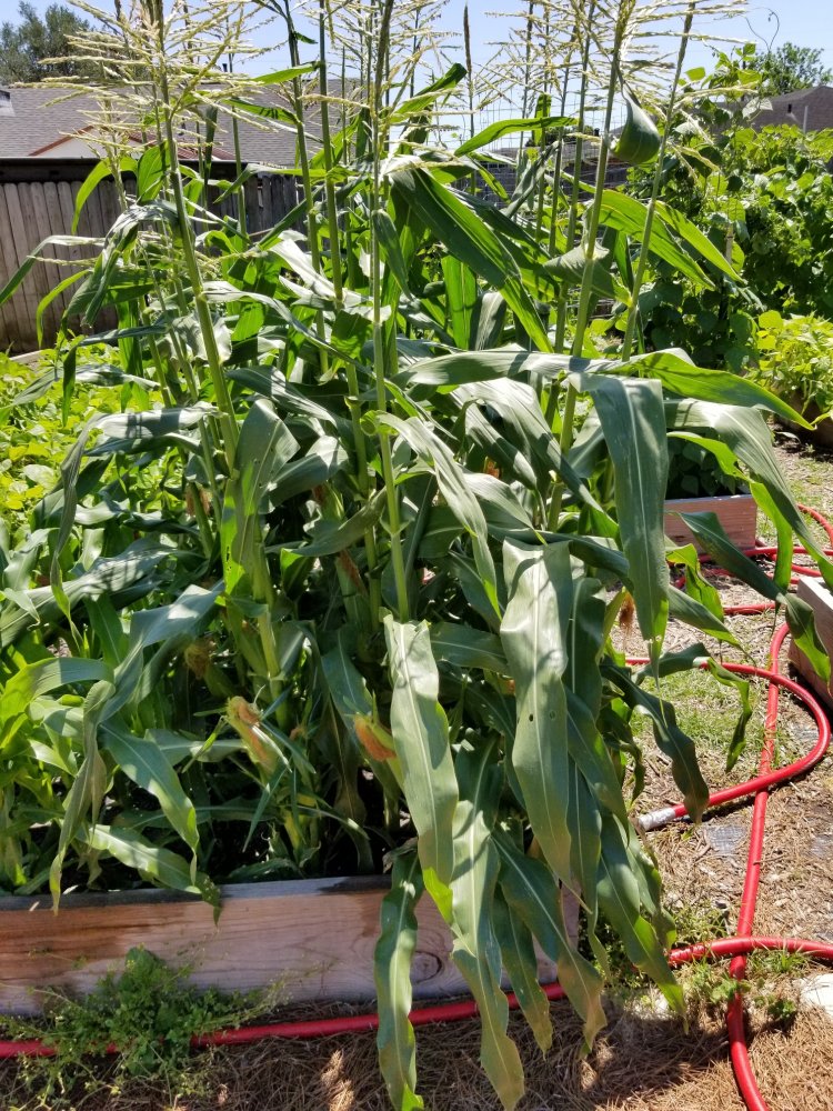 Corn.jpg
