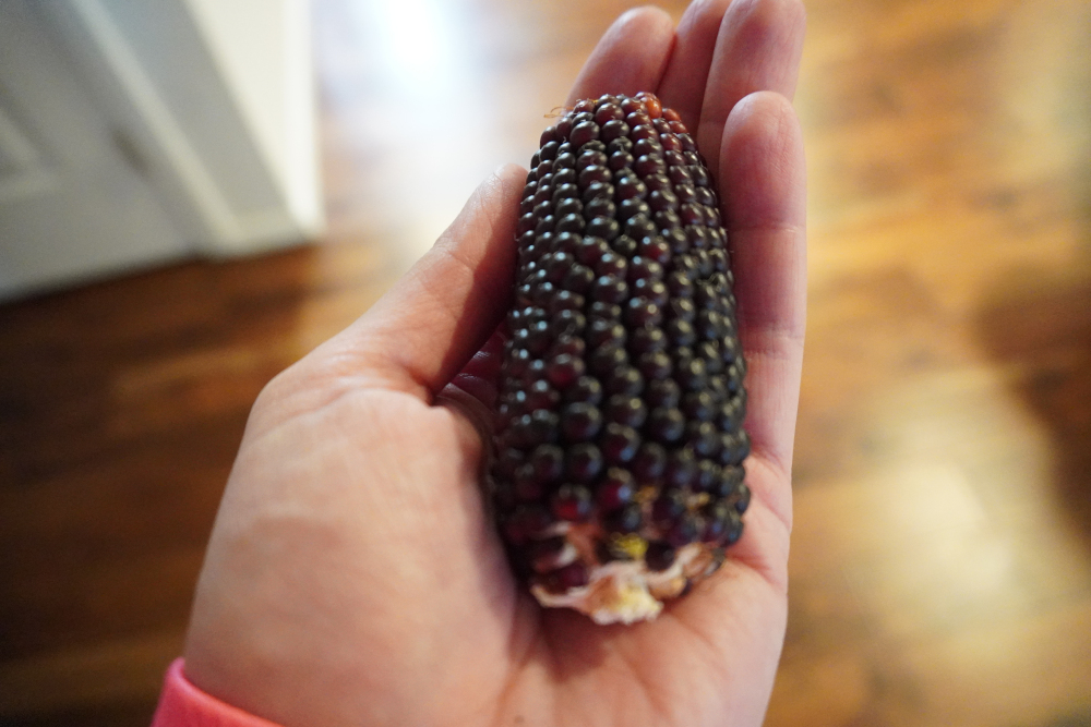 corn.JPG
