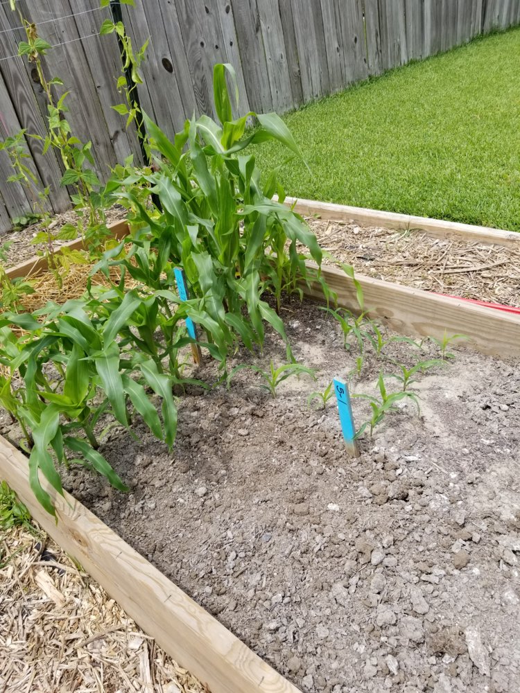 Corn May 1.jpg