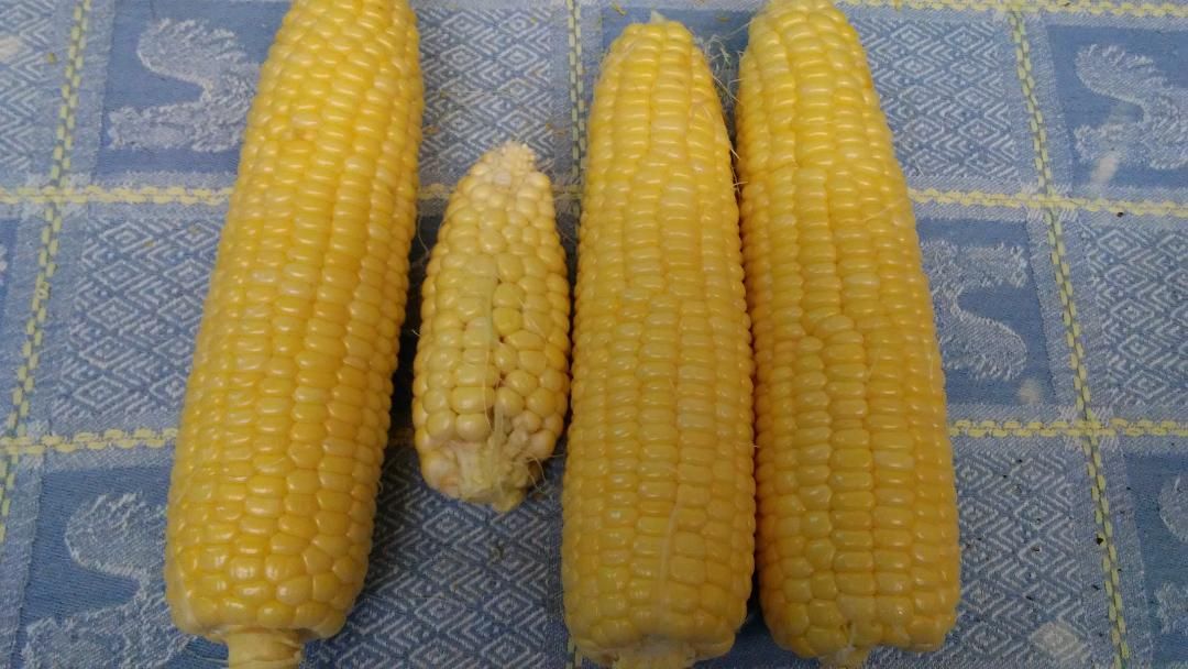 Corn, one meal, 08-20-19.jpg